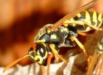 Wasps / Hornets / Yellowjackets