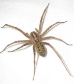 Hobo Spider