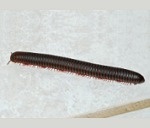 Pillbugs/ Sowbugs, Earwigs, Millipedes, Centipedes, Snails/ Slugs, Crickets