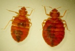 Bedbugs