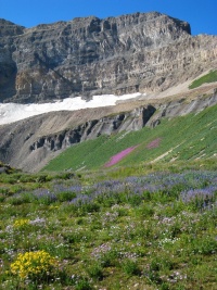 Crickets in Utah